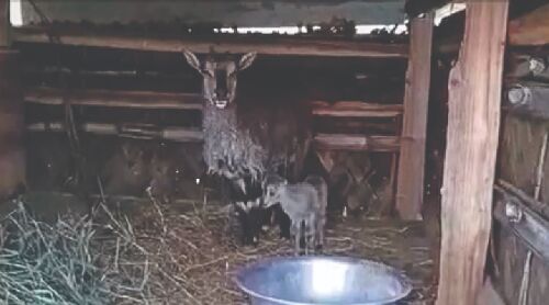 Two Blue Sheep fawns born at Darjeeling Zoo Two Blue Sheep fawns born at Darjeeling Zoo