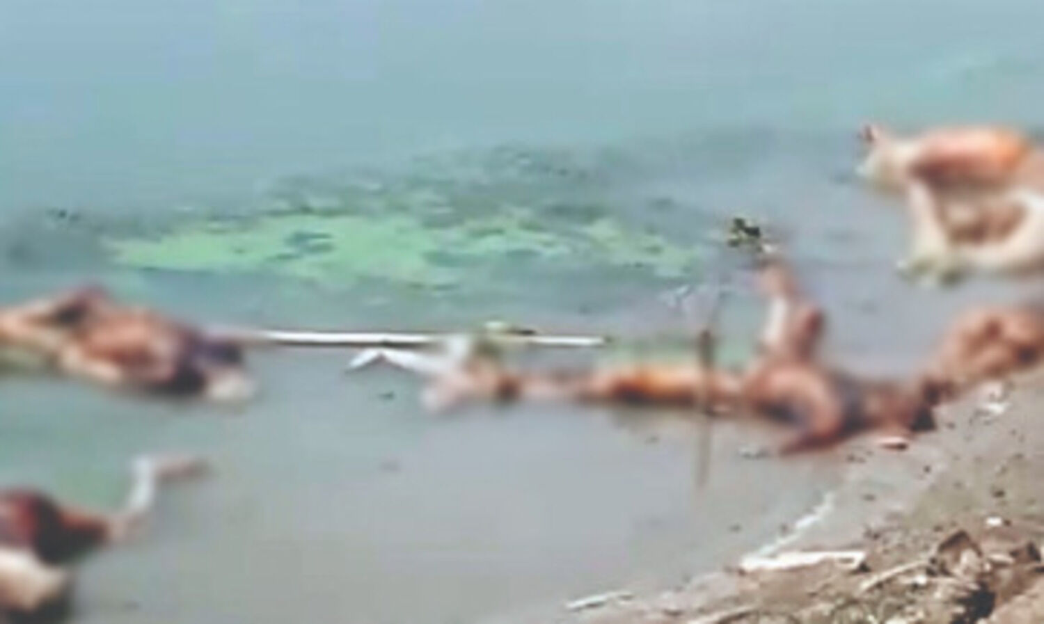 Bihar: Bodies of suspected Covid victims spotted in Ganga