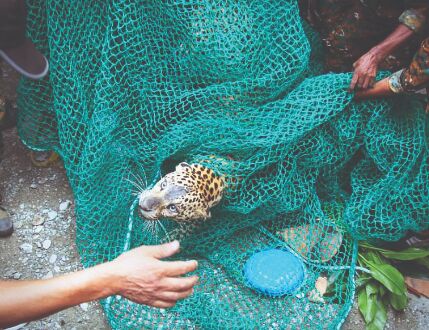 Leopard strays into a locality in Siliguri, triggers panic