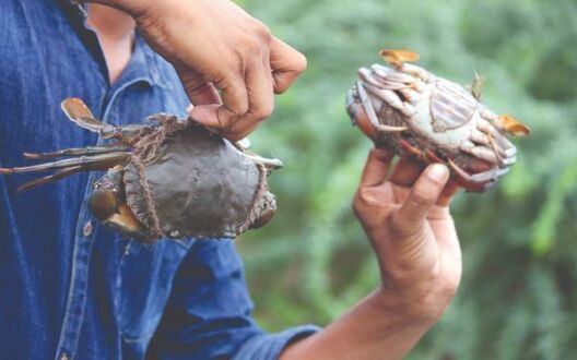 MPEDA gets patent for mud crab hatchery technology MPEDA gets patent for mud crab hatchery technology