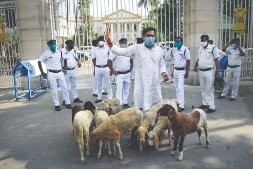 Sheep herded past Raj Bhavan in protest Sheep herded past Raj Bhavan in protest