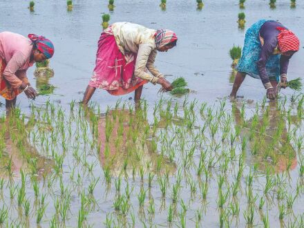 Activities related to agriculture & allied sectors allowed amid Covid curbs Activities related to agriculture & allied sectors allowed amid Covid curbs