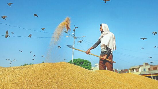 Foodgrain output to rise 2.66% to record 305.43 MT in 2020-21 Foodgrain output to rise 2.66% to record 305.43 MT in 2020-21