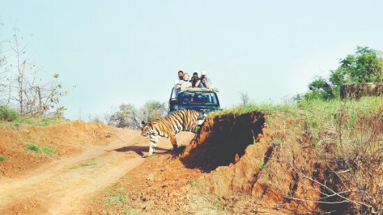UP tiger reserve plans rewilding centre to deal with man-eaters