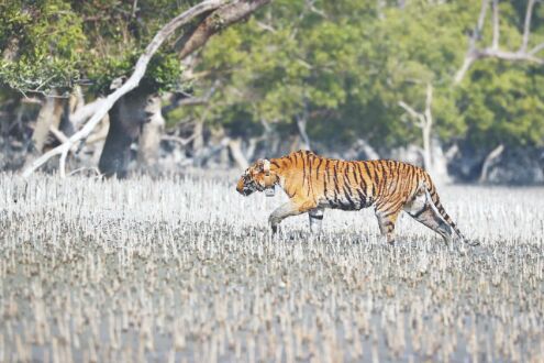 Signal from radio collar of a male   Royal Bengal Tiger goes dark