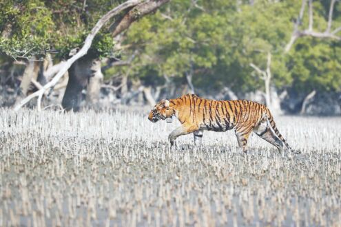 Signal from radio collar of a male Royal Bengal Tiger goes dark Signal from radio collar of a male Royal Bengal Tiger goes dark