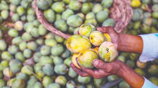 In a first, about 16 types of mangoes to be exported to Bahrain from Bengal In a first, about 16 types of mangoes to be exported to Bahrain from Bengal