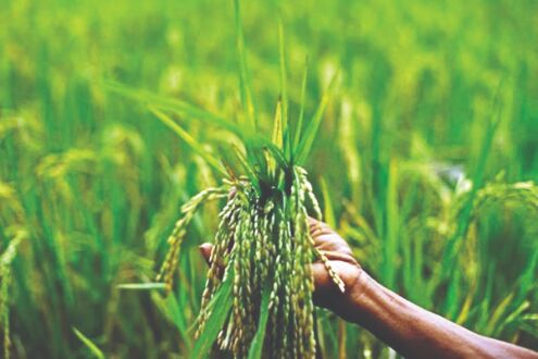 Cabinet approves increase in MSP for kharif crops for 2021-22 Cabinet approves increase in MSP for kharif crops for 2021-22