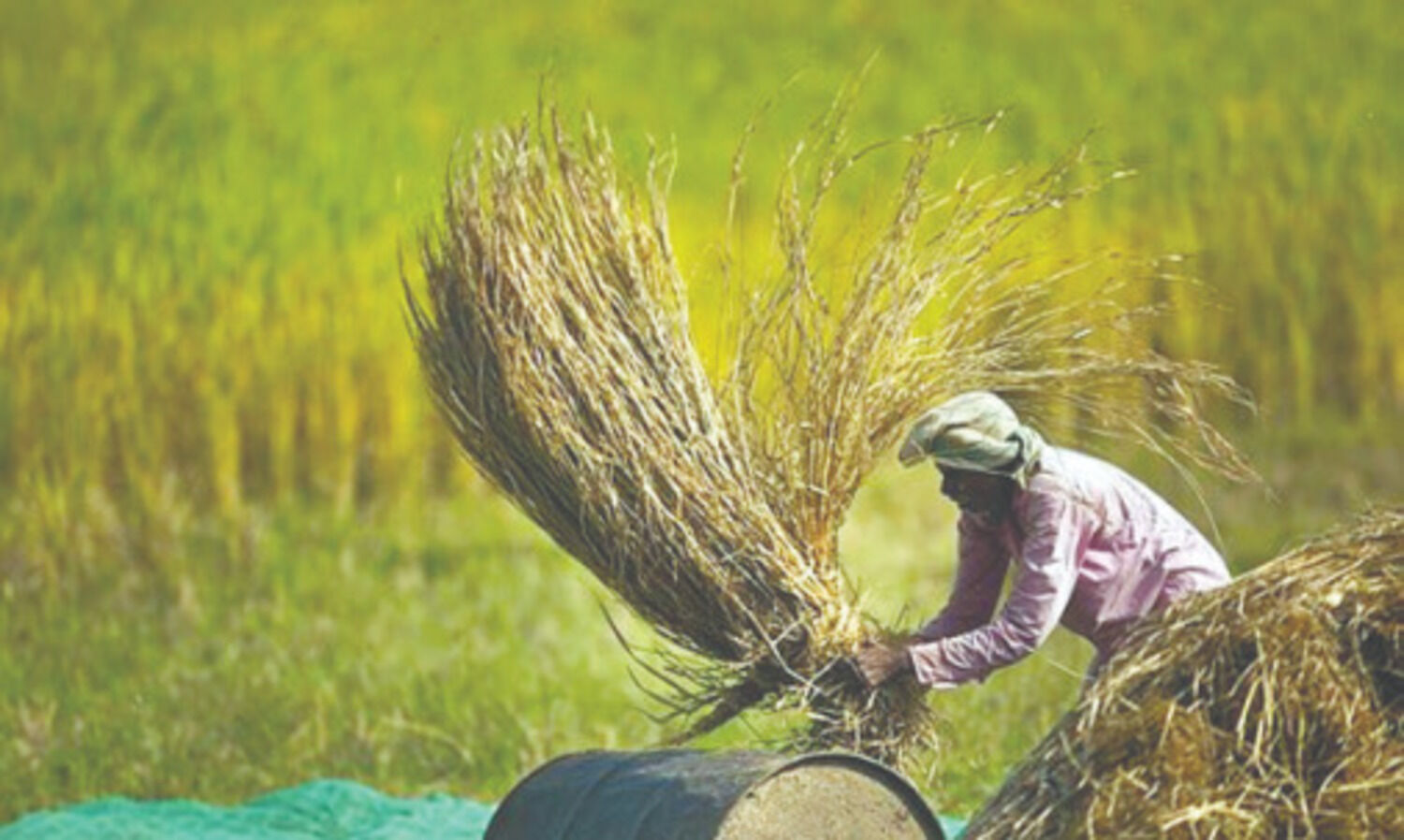Indias agri exports up 17.34% to $41.25 billion in 2020-21