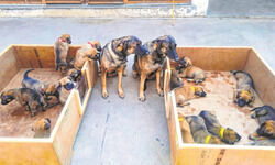 Colonial canine conundrum