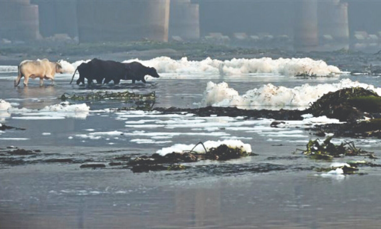 Soaps, detergents polluting Yamuna banned