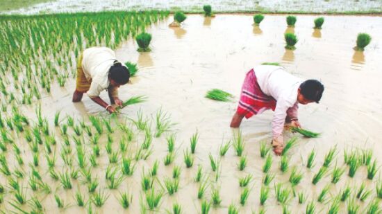 Govt allocates 78K tonnes of rice for ethanol making in 2020-21 Govt allocates 78K tonnes of rice for ethanol making in 2020-21