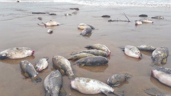 Digha beach: Hundreds of dead Pufferfish found Digha beach: Hundreds of dead Pufferfish found
