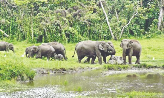 Bengal Forest guards to get sophisticated firearms Bengal Forest guards to get sophisticated firearms
