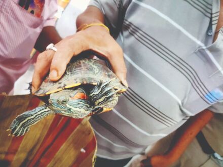 Forest officials to hand over Red Eared Slider turtle to Alipore Zoo