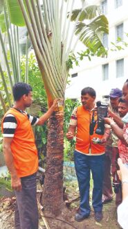 Leaf base of a tree at city school turns breeding ground of mosquito Leaf base of a tree at city school turns breeding ground of mosquito