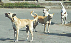 Stray dogs have a right to food and citizens have right to feed them: HC