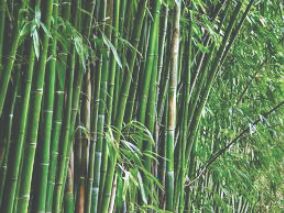 Rajasthan: KVIC plants 5,000 special bamboo saplings to boost tribals income Rajasthan: KVIC plants 5,000 special bamboo saplings to boost tribals income