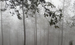 Contemplating the future