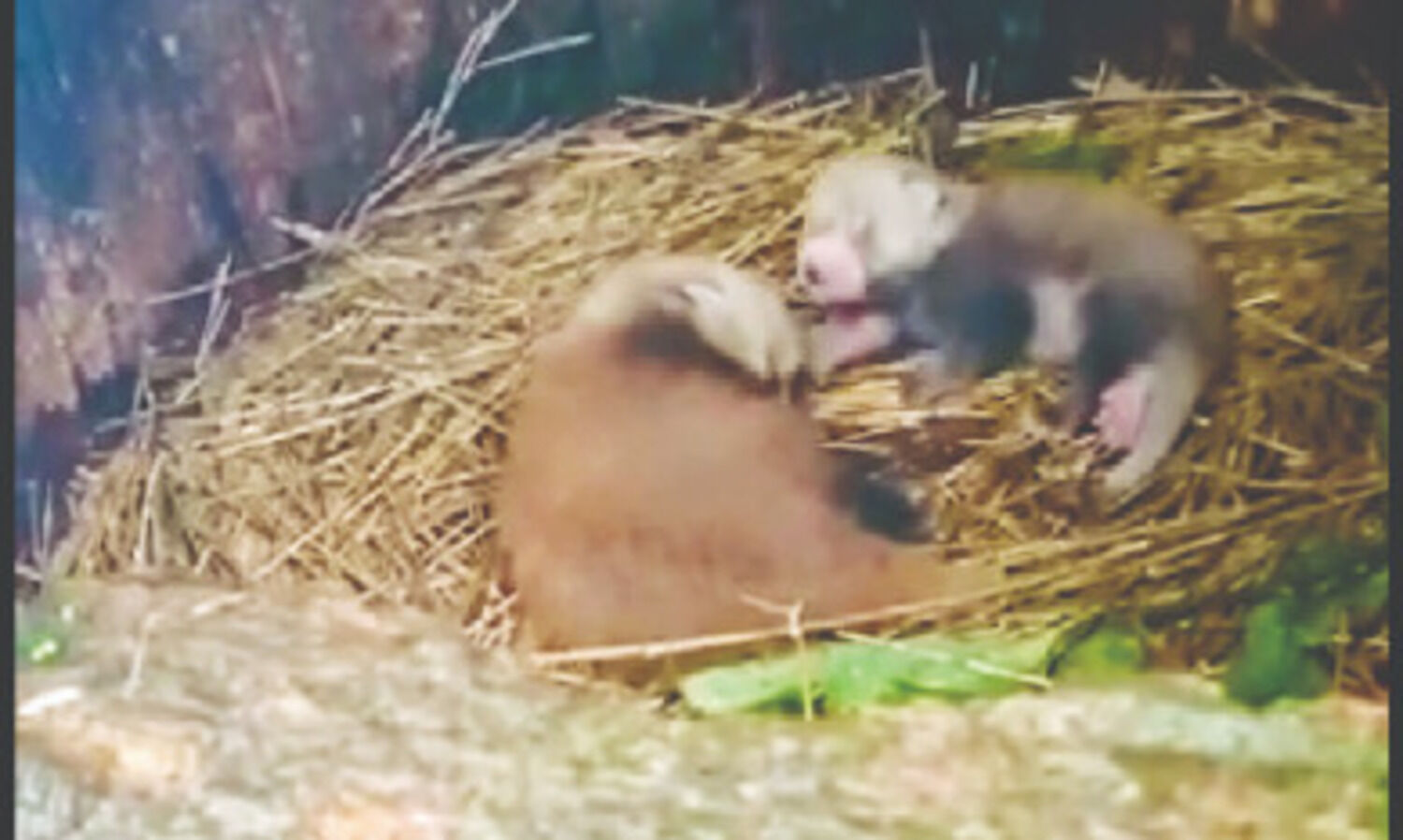 Two Red Panda cubs born at the Darjeeling zoo
