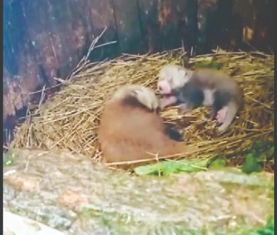 Two Red Panda cubs born at the Darjeeling zoo