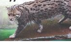 Breeding programme for fishing cats to start soon