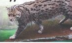 Breeding programme for fishing cats to start soon Breeding programme for fishing cats to start soon