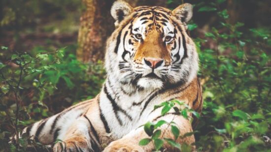 35% of Indias tiger ranges are outside protected areas, says new report 35% of Indias tiger ranges are outside protected areas, says new report