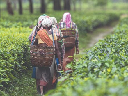 Indian tea exports likely to fall 30-40 mn kg in 2021 Indian tea exports likely to fall 30-40 mn kg in 2021