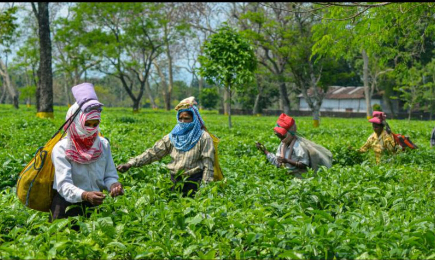 Tea exports fall to 203.8 million kg in 2020-21