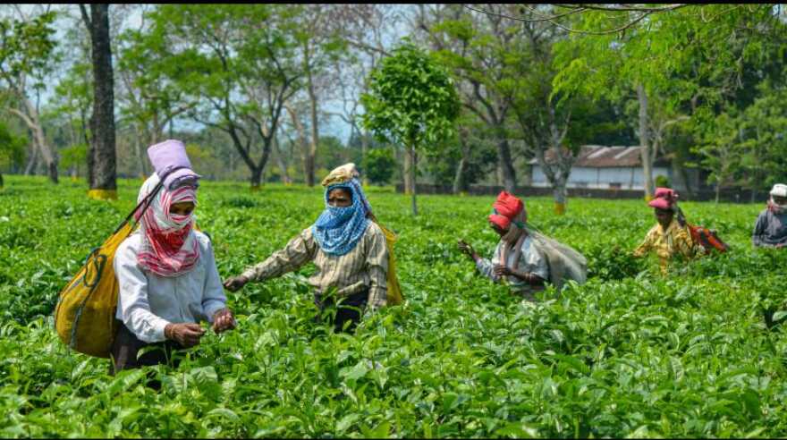 Tea exports fall to 203.8 million kg in 2020-21