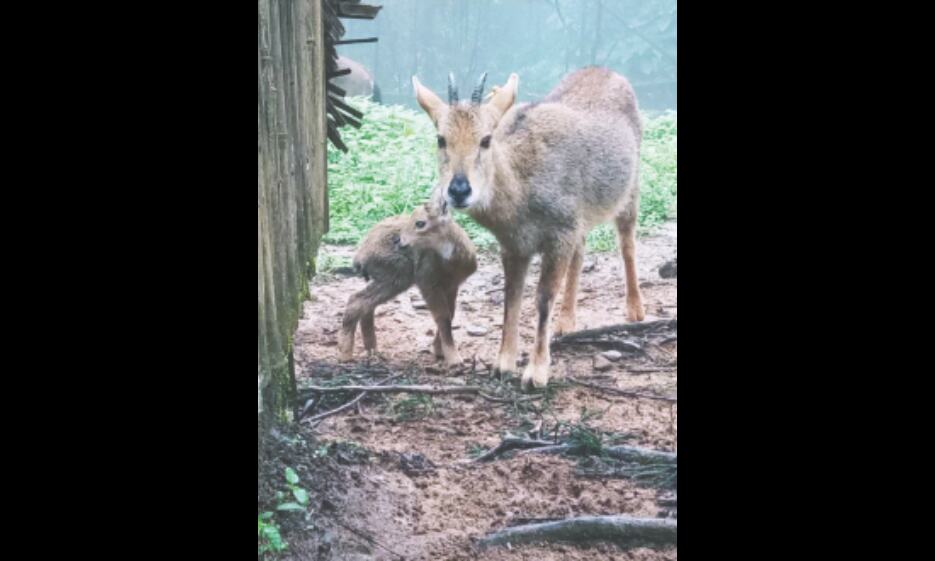 Himalayan Goral born in captivity Himalayan Goral born in captivity