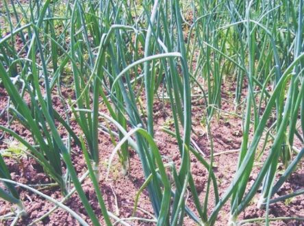 State to take up cultivation of onion on 1800 acres during Kharif season State to take up cultivation of onion on 1800 acres during Kharif season