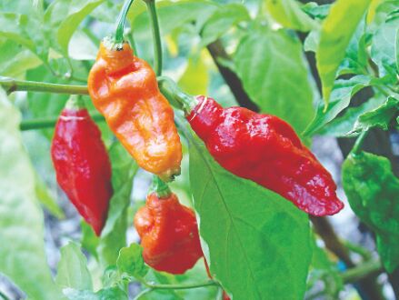In a first, Nagalands king chilli exported to London In a first, Nagalands king chilli exported to London