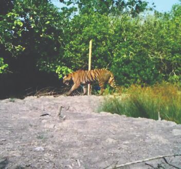 Tiger population in   Bengal stands at 96