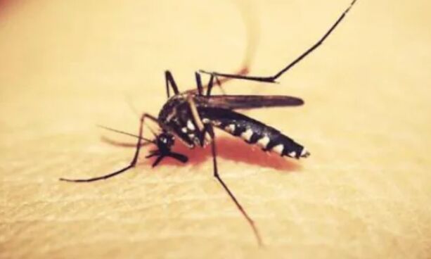 First Zika virus case found in Maharashtra, officials say no need to panic First Zika virus case found in Maharashtra, officials say no need to panic
