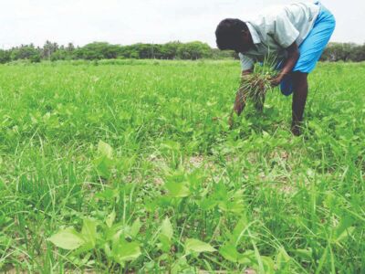 Virtual agri-training: Bengal model to be implemented across India Virtual agri-training: Bengal model to be implemented across India