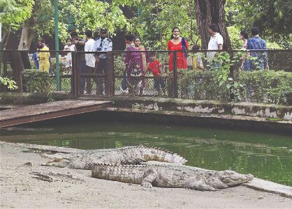 Delhi zoo reopens for public after being temporarily shut during Covid 2nd wave Delhi zoo reopens for public after being temporarily shut during Covid 2nd wave