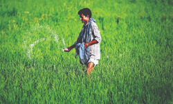 Just 2.28 kg/hectare reduction in urea consumption in 5 years Just 2.28 kg/hectare reduction in urea consumption in 5 years