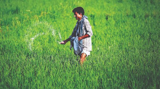 Just 2.28 kg/hectare reduction in urea consumption in 5 years Just 2.28 kg/hectare reduction in urea consumption in 5 years