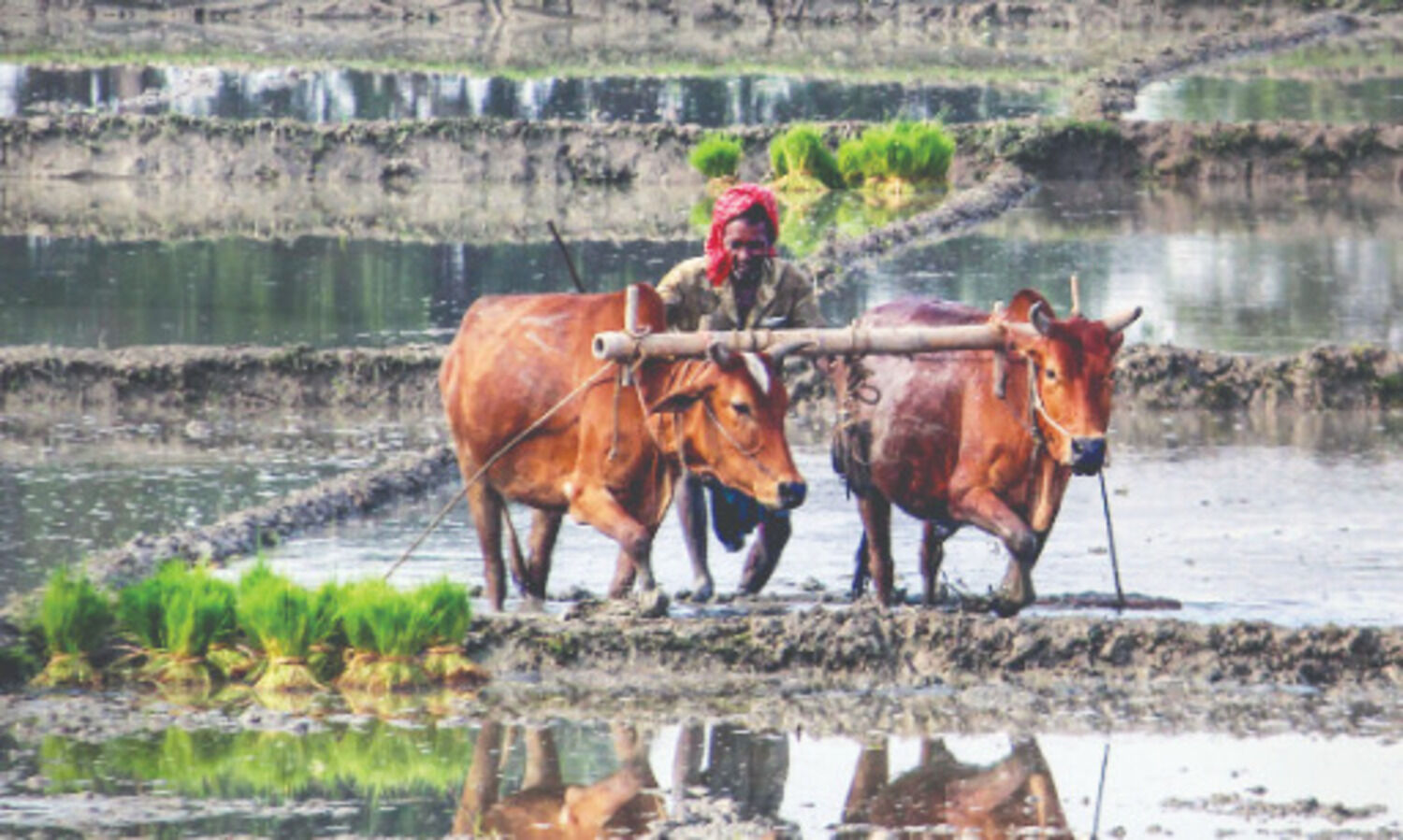 Foodgrain output may touch 308.65 mn tonnes in 2020-21