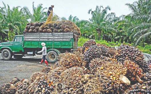 Cabinet okays Rs 11,040 cr to boost oil palm farming Cabinet okays Rs 11,040 cr to boost oil palm farming