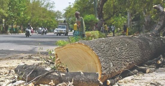 Govt grants permission to transplant & cut over 6.6K trees for NHAI proj Govt grants permission to transplant & cut over 6.6K trees for NHAI proj