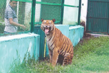 Forest dept to celebrate 25th birthday of Royal Bengal Tiger Forest dept to celebrate 25th birthday of Royal Bengal Tiger