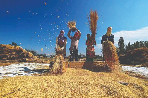 Centre buys record 874 lakh tonnes of paddy so far at MSP Centre buys record 874 lakh tonnes of paddy so far at MSP