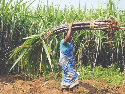 Centre hikes sugar FRP to Rs 290/quintal for 2021-22 year Centre hikes sugar FRP to Rs 290/quintal for 2021-22 year