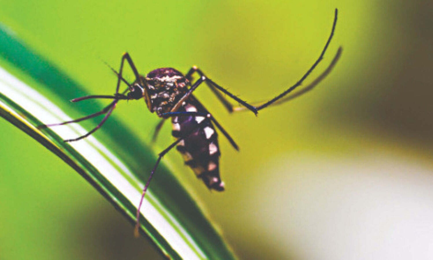 UP: Firozabad CMO transferred as about 40 die of suspected dengue