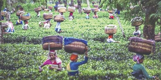 Hill association urges state to prohibit import of Nepal tea