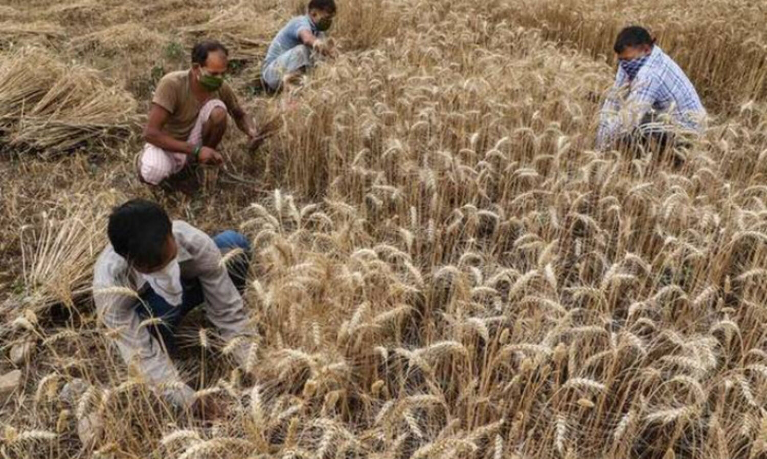 Govt hikes minimum support price for wheat by Rs 40 to Rs 2,015 per quintal