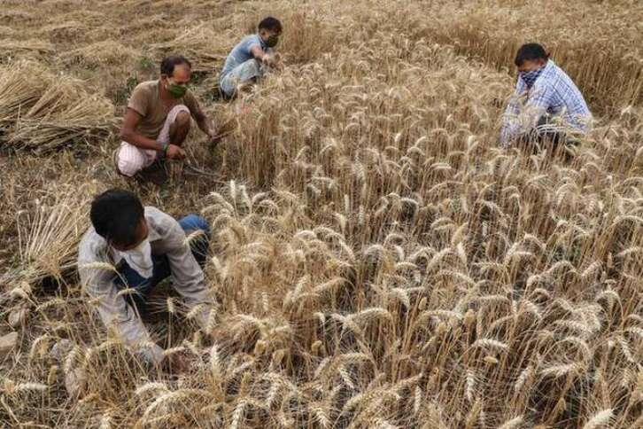 Govt hikes minimum support price for wheat by Rs 40 to Rs 2,015 per quintal